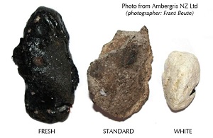 Manfaat dan Kegunaan dari Muntahan Ikan Paus (Ambergis)