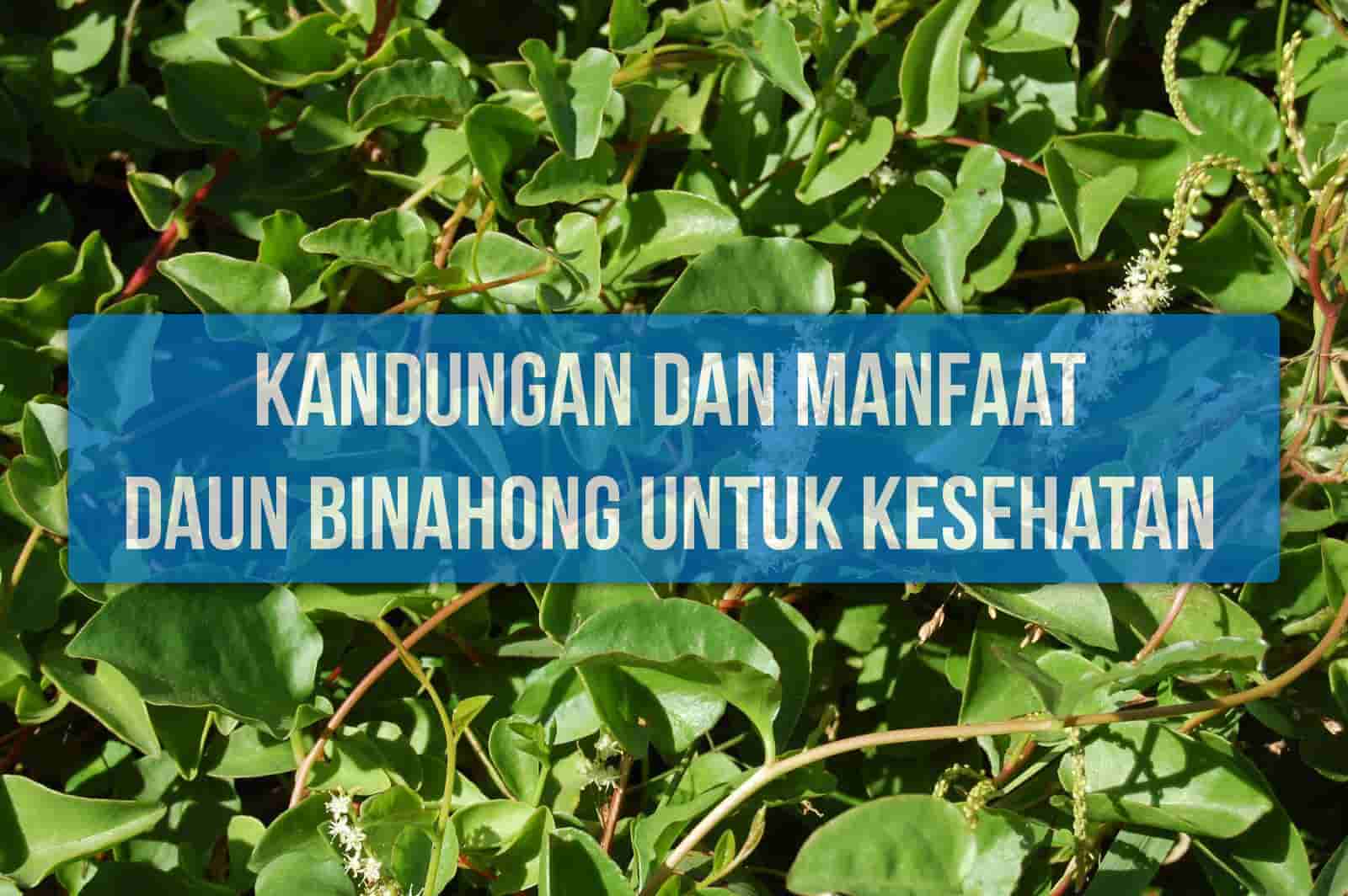 Kumpulan Kandungan Dan Manfaat Daun Binahong yang Belum Diketahui Lengkap Terbaru